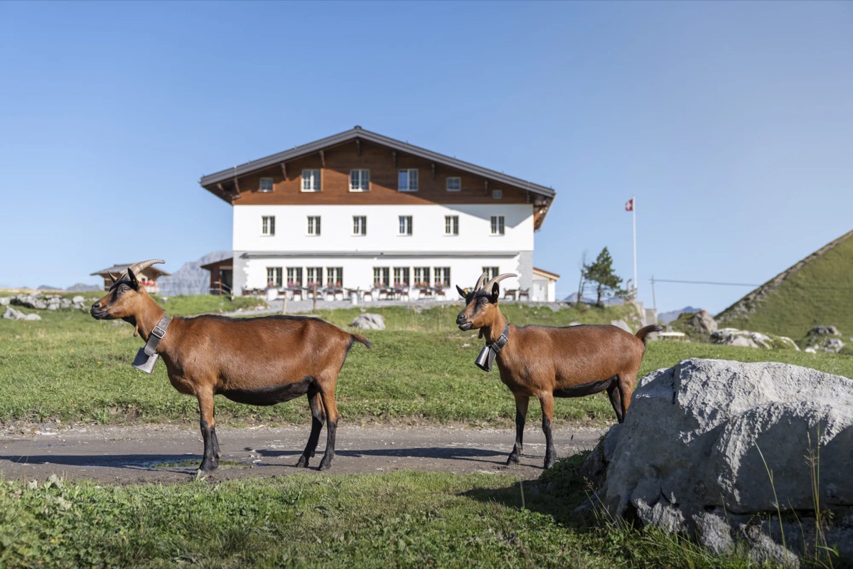 Made in Bern x Adelboden Tourismus – Bild 9